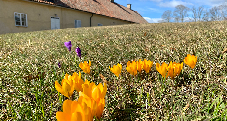 krokus