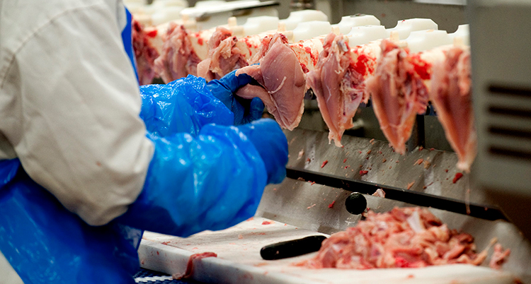 en person med plasthandskar jobbar med kycklingkött i en fabrik.