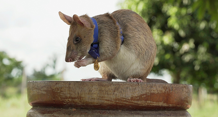 Råttan sitter på en trästubbe utomhus. Den har en medalj i blått band runt halsen. Den håller framtassarna mot nosen.