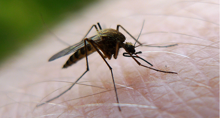 En mygga sitter på huden och sticker snabeln i huden.