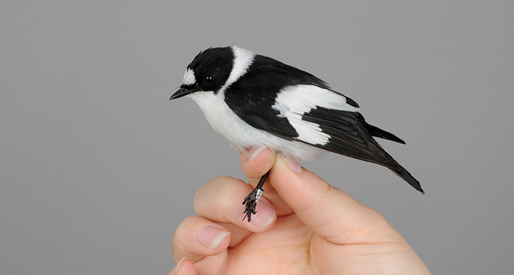 En hand håller i en liten svartvit fågel som har en ring runt ena foten