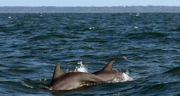 Ryggarna på delfiner syns vid havsytan. Havet är stort, i horisonten syns land.