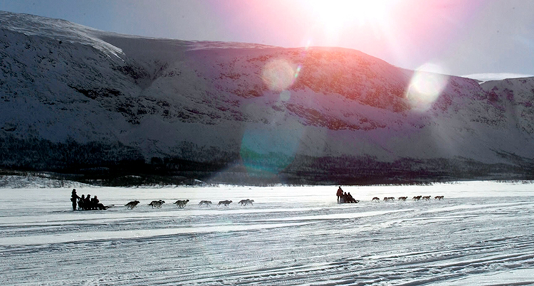 Skuggor av hundar som kör människor på släde syns långt bort på marken som är vit av snö.