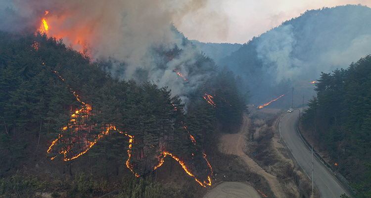 En skog brinner i Sydkorea.