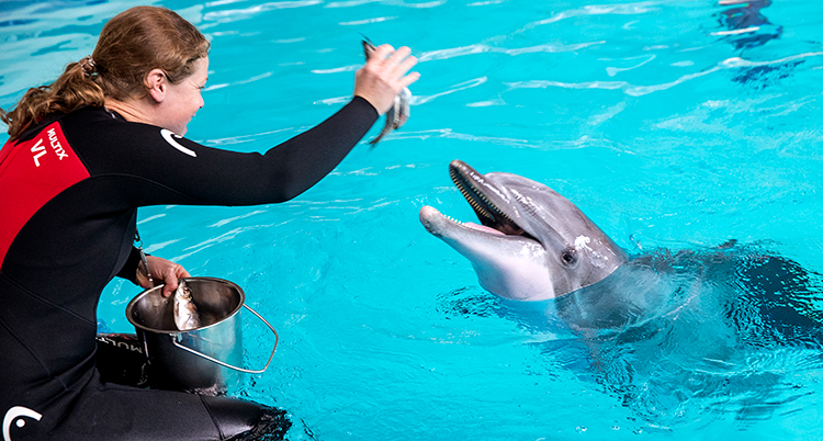 En kvinna ger en delfin en fisk.