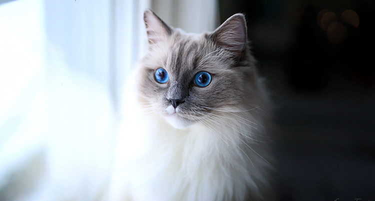En grå och vit lurvig katt med blå ögon.