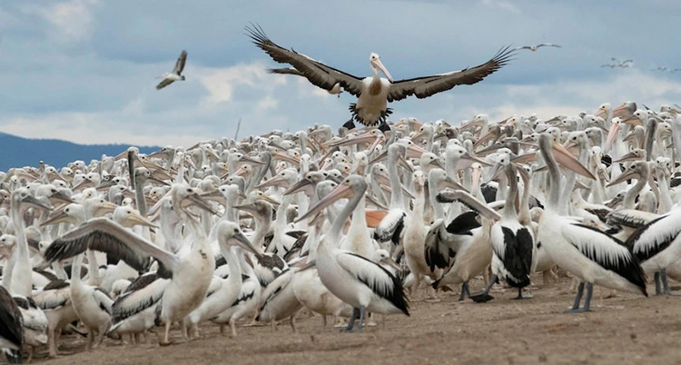 Massor av pelikaner på en strand