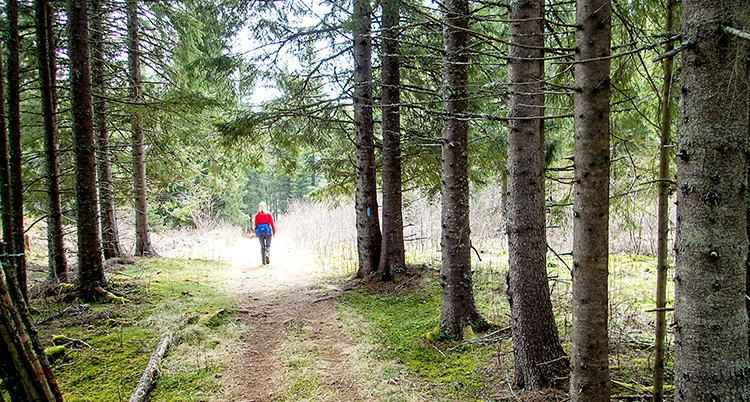 En person går på en stig genom skogen mot ett fält
