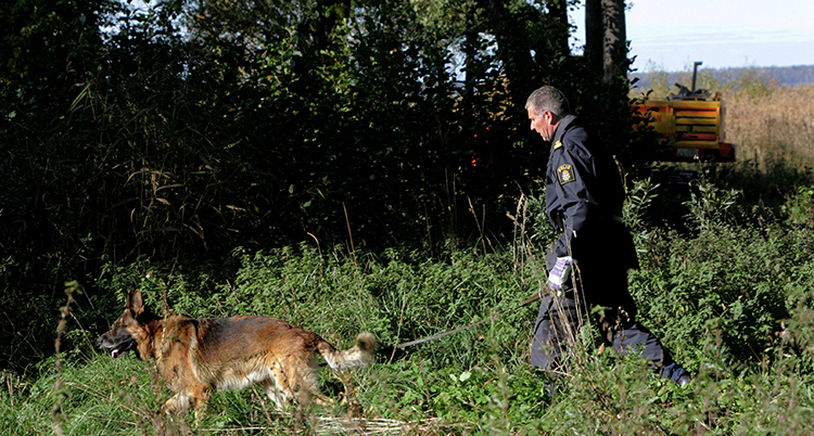 En hund och en polis går genom ett grönt gräsområde. Det är buskar bakom.