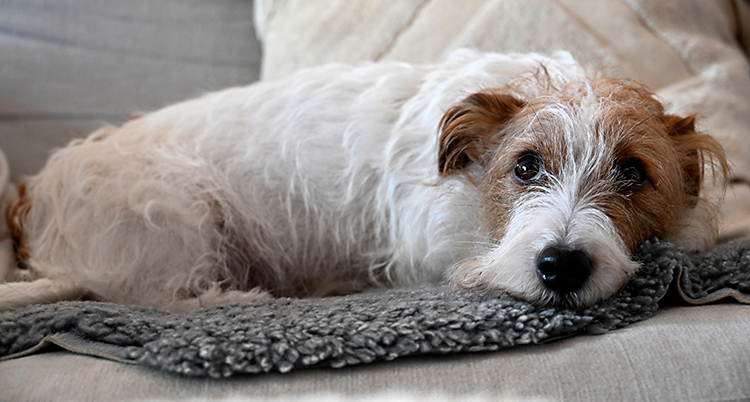 En liten hund av rasen jack russell terrier ligger på en soffa.