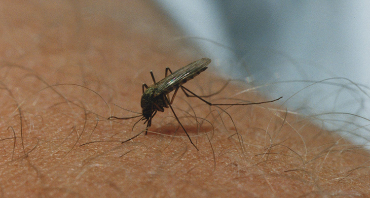 En mygga sitter på en arm och suger blod.