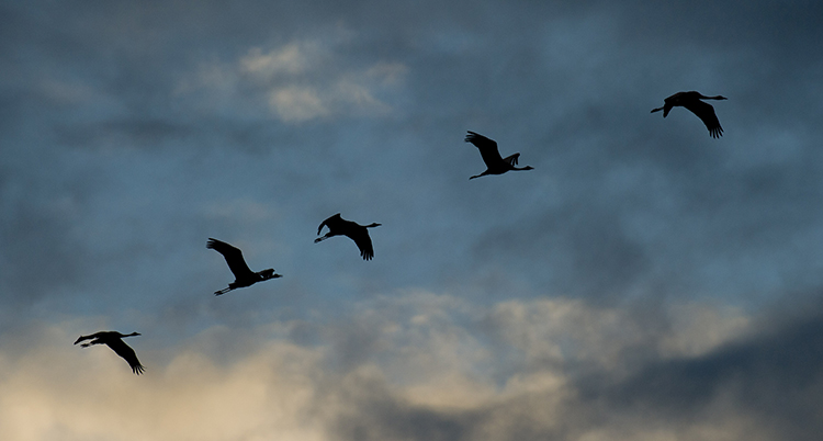 Fåglar flyger på rad över himlen