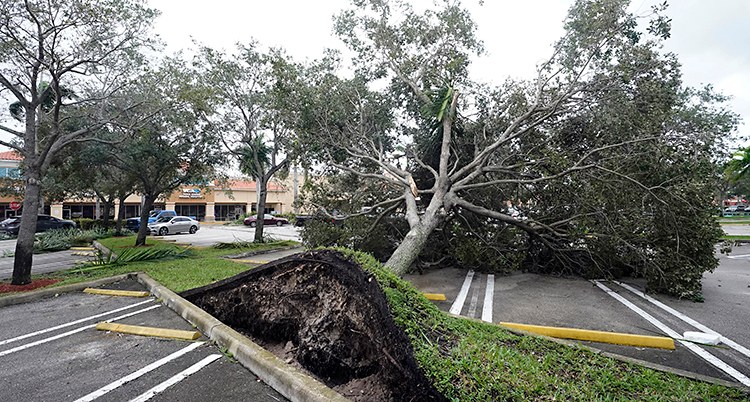 Ett träd har vält över en parkeringsplats.