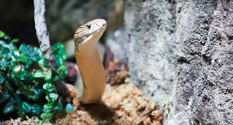 En orm slingrar runt i ett terrarium.