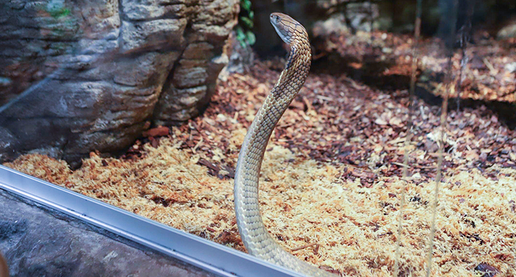 En orm bakom ett glas reser sig.