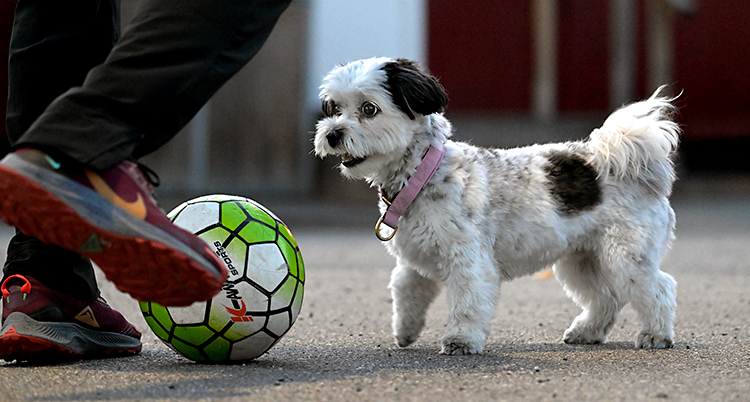 En person och en hund som leker med en boll.