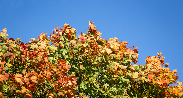 Toppen på ett träd med löv som är gröna, gula och röda syns mot en blå himmel.