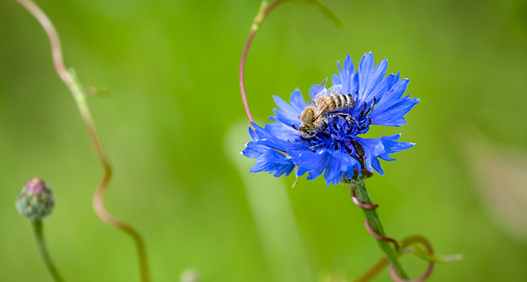 Ett bi sitter i en blå blomma. Bakgrunden är grön.