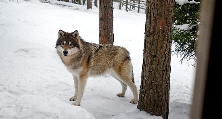 En varg står i snön mellan några träd.