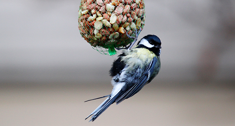 en liten fågel sitter på en boll med frön. den håller sig fast med fötterna