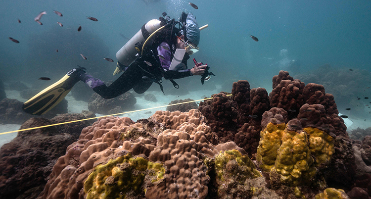 En dykare i dykardräkt och med tuber på ryggen simmar i havet. Dykaren tittar ner mot koraller som har gula fläckar.