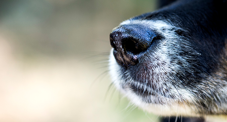 En nära bild på nosen på en hund