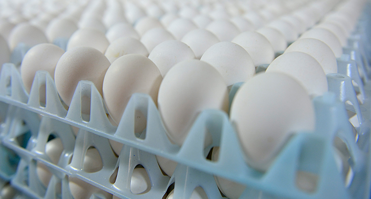 En massa ägg som ligger i hållare.