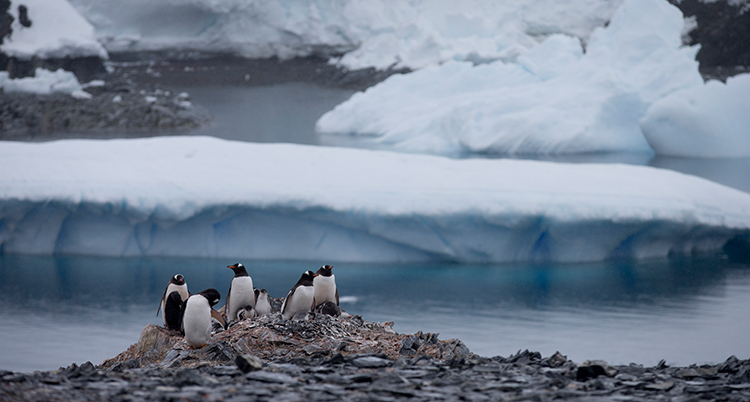 Några pingviner står på land. Bakom dem syns vatten och berg av is.