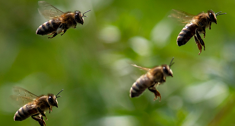 Fyra bin flyger i en grupp. Bakom syns grönska.