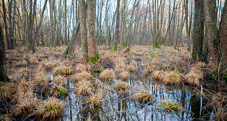 En våtmark där det växer buskar och träd i vattnet.