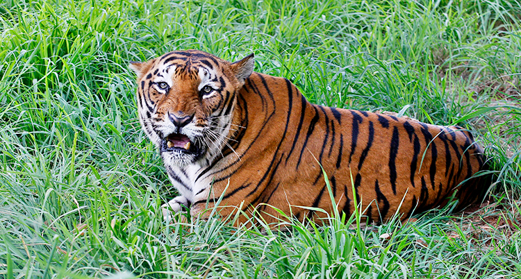 En tiger ligger i gräset