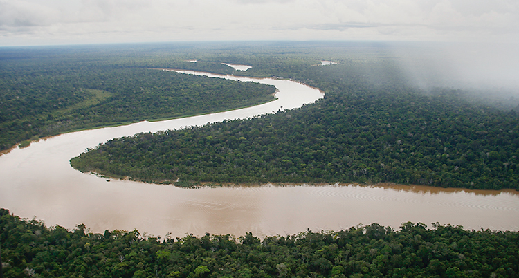 En bild från luften som visar en stor skog där en flod rinner fram.
