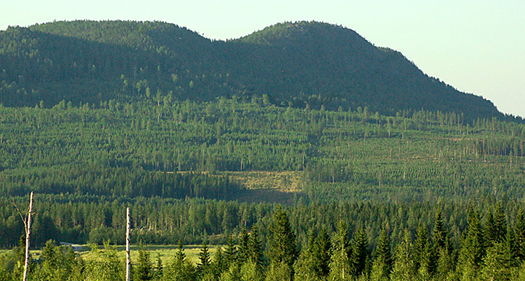 Berg med skog på.