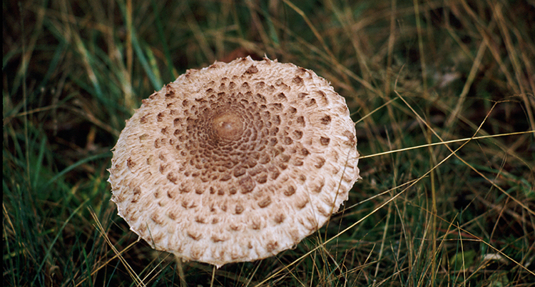 En svamp med stor hatt.