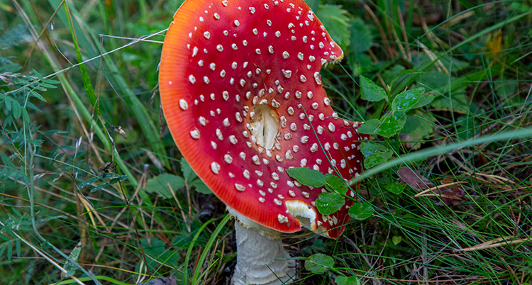 En röd svamp i skogen.