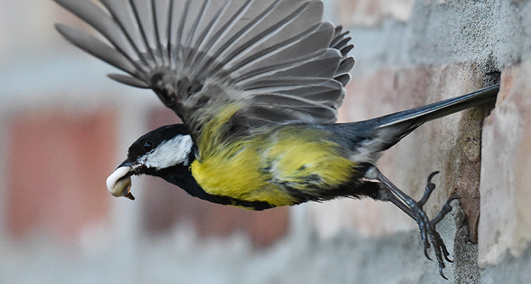Fågel med insekt i näbben flyger ut från ett hål i en tegelvägg.