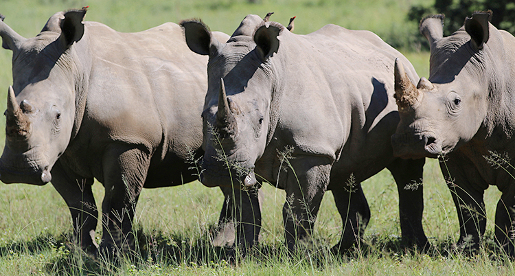 Tre noshörningar ute på en savann i Sydafrika.