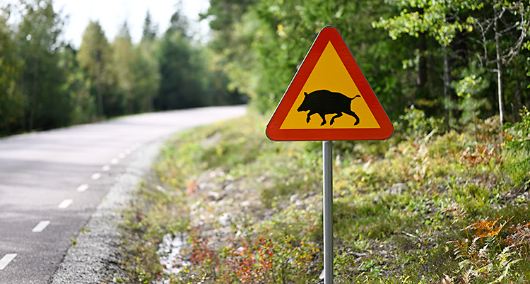 En väg. Bredvid vägen finns en skylt som varnar för vildsvin.