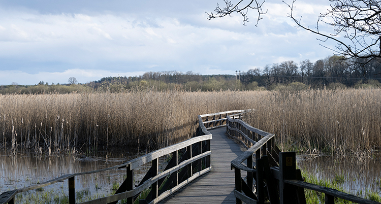 En naturbild på en bro över ett vattendrag som leder till et fält.
