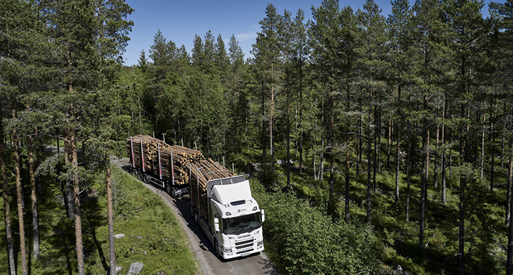 En lastbil med flera vagnar med fällda träd kör på en väg.