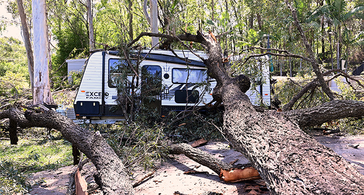 Träd har fallit över en husvagn.
