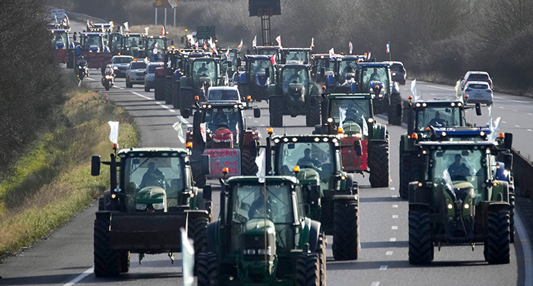 Många traktorer på en väg.