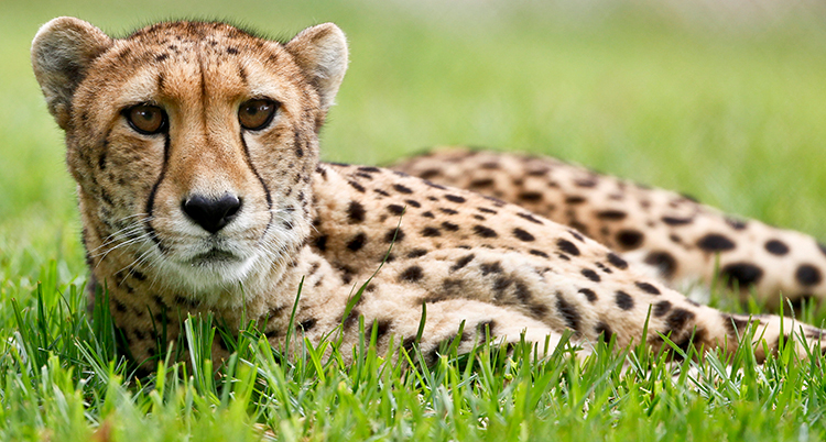 En gepard som ligger i gräset