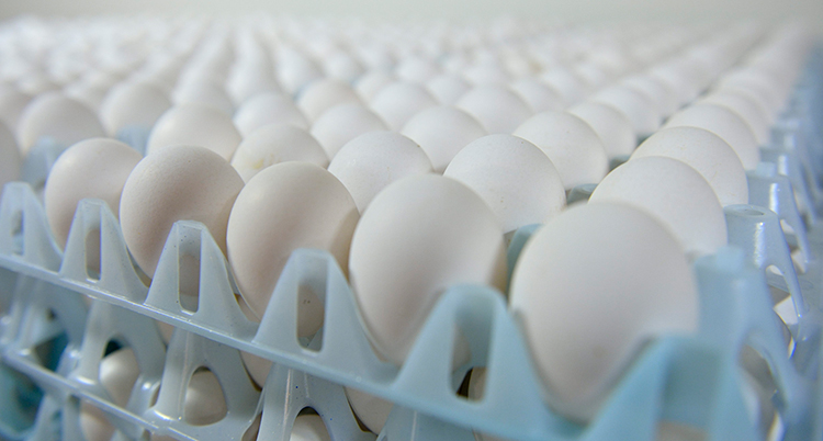 Många rader av ägg från höns.