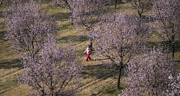 Ett barn går bland träd som blommar.