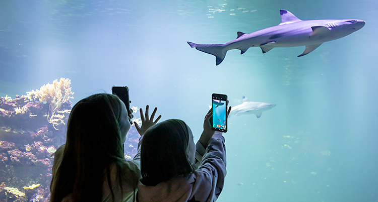 Två barn står vid ett akvarium med hajar. De fotar med sina telefoner.