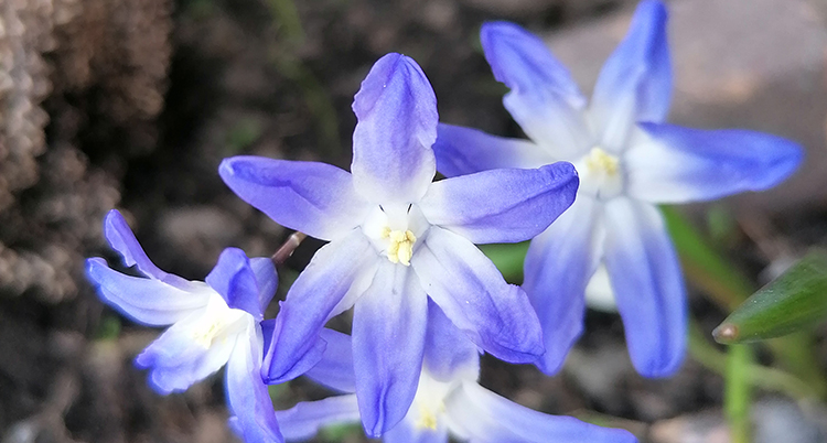 Tre blå blommor i närbild