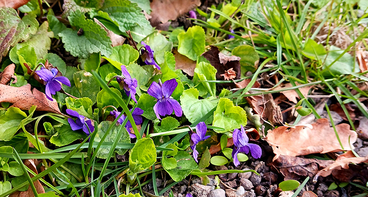 Blå blommor i en tuva på marken