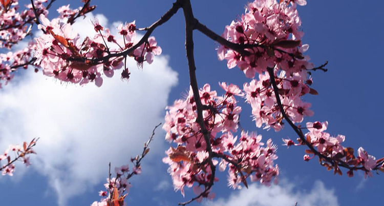 Rosa blommor på en trädgren som syns mot en blå himmel med vita moln.
