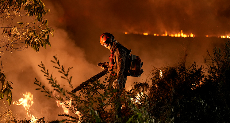 En brandman står bland brinnande buskar och träd.